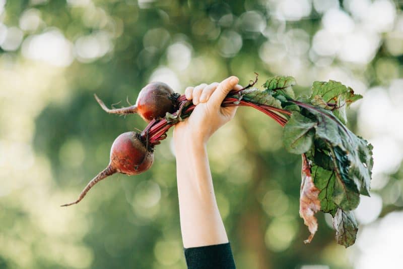 Person holding beetroot